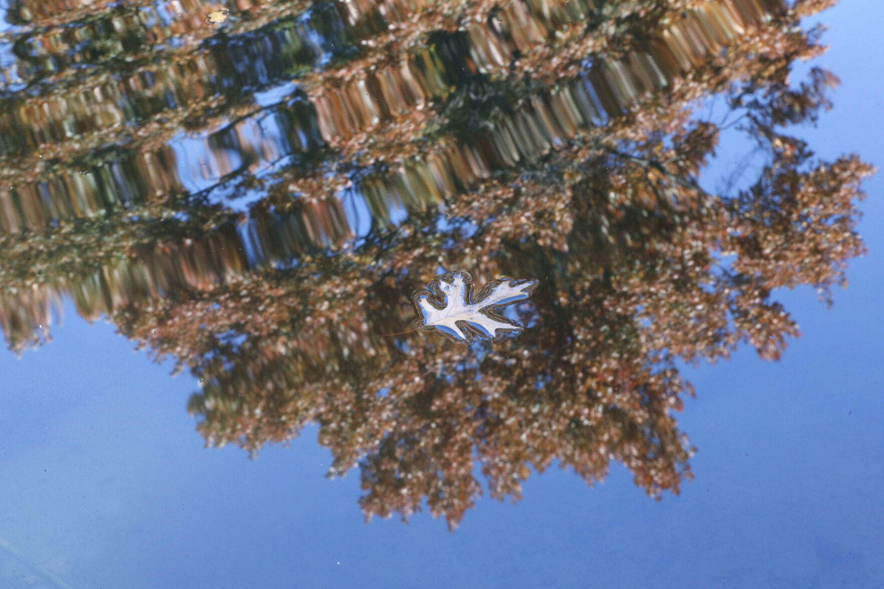 Fall Foliage